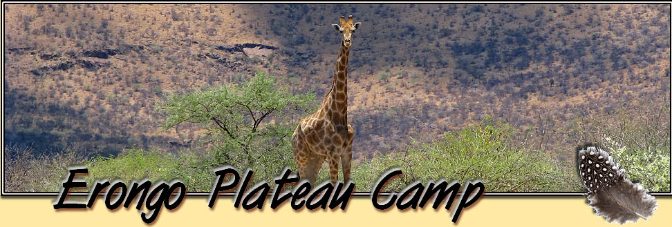 Begegnung einer Giraffe auf Pad